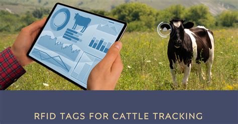 rfid cow tracking|rfid cattle identification.